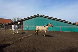Image result for Horse Paint Brown White