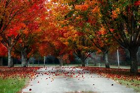 Image result for Fall Trail in San Diego