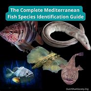 Image result for Largest Fish in the Mediterranean Sea
