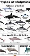 Image result for River Dolphin Species