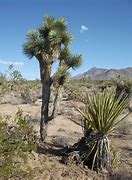Image result for Arizona Desert Bushes