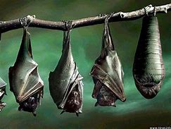 Image result for Drawings of Cute Bats