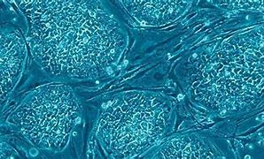 Image result for Hek 293 Cells in Food Pepsi