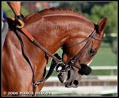 Image result for Horse Arched Neck