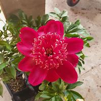 Image result for Paeonia lactiflora Nippon Beauty