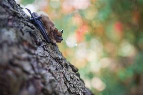 Image result for Highgate Wood Bats