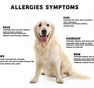 Image result for Dog Allergy