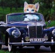 Image result for Cat Car Meme