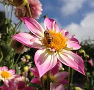 Image result for Iphine 5S Photography