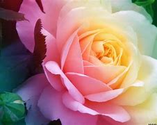 Image result for Cool Flower Wallpapers