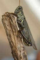 Image result for Full Image of a Cricketa Animal