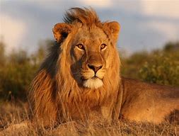 Image result for Lion in Jungle