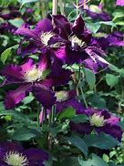Image result for Clematis The Vagabond