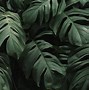 Image result for HD Plant Wallpaper