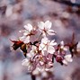 Image result for Cherry Blossom Over a Streaming in Tsuzuki Ward Yokohama Japanese