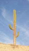Image result for Tall Spiky Palm Cactus in Nevada