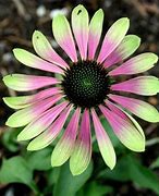 Image result for Echinacea purpurea Green Envy (r)