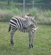 Image result for Zoo Anoimals