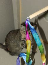 Image result for Cat Toy Ribbon