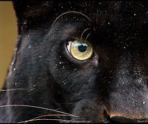 Image result for Panther Eyes Person