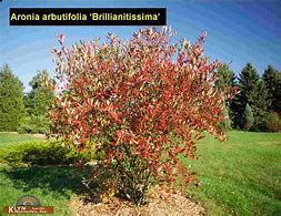 Image result for Aronia arbutifolia Brilliant