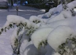 Image result for 169 Cm of Snow