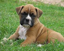 Image result for Boxer Puppies Breed