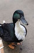 Image result for Blursed Duck