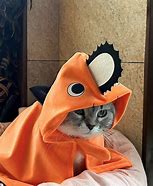 Image result for Costume Cat 1080X1080