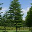 Image result for Gleditsia triacanthos