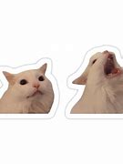 Image result for White Cat Yelling Meme