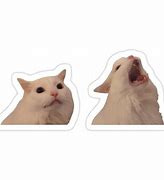 Image result for White Cat Scream Meme
