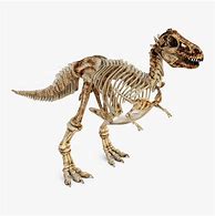 Image result for Dinosaur Skeleton Model
