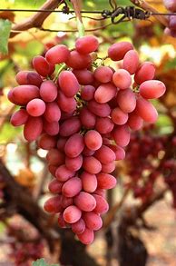 Image result for Red Seedless