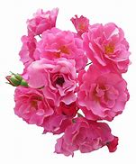 Image result for Transparent Pink Images