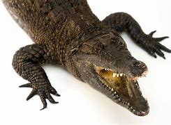 Image result for New Guinea Crocodile