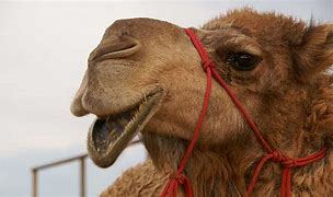 Image result for Camel Breaking Down Food