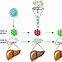 Image result for Natural Medicinal Chemistry