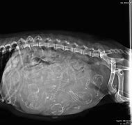 Image result for Pregnant Boxer Dog