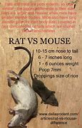 Image result for Rat vs Mouse Size