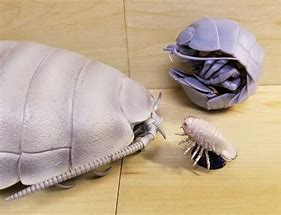 Image result for Isopod Figure Toy