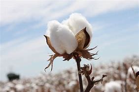 Image result for Cotton Fibre