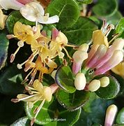 Image result for Lonicera crassifolia Little Honey