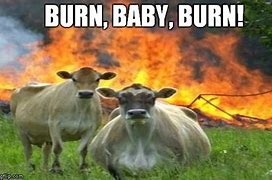 Image result for Cow Fire Meme