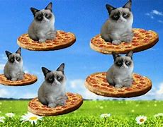 Image result for Pizza Grumpy Cat