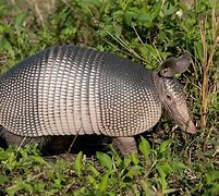 Image result for Red White Blue Armadillo