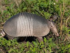 Image result for Local Band The Armadillos