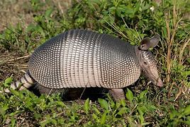 Image result for Armadillo Gigante