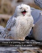 Image result for Owl Meme Where You At