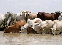 Image result for Beef Farming in Kenya